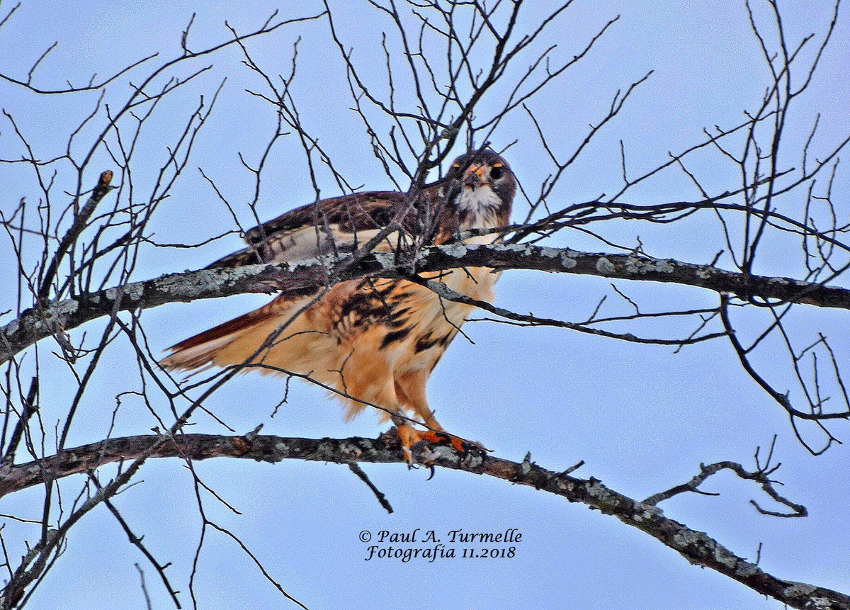 Rotschwanzbussard - ML124051461