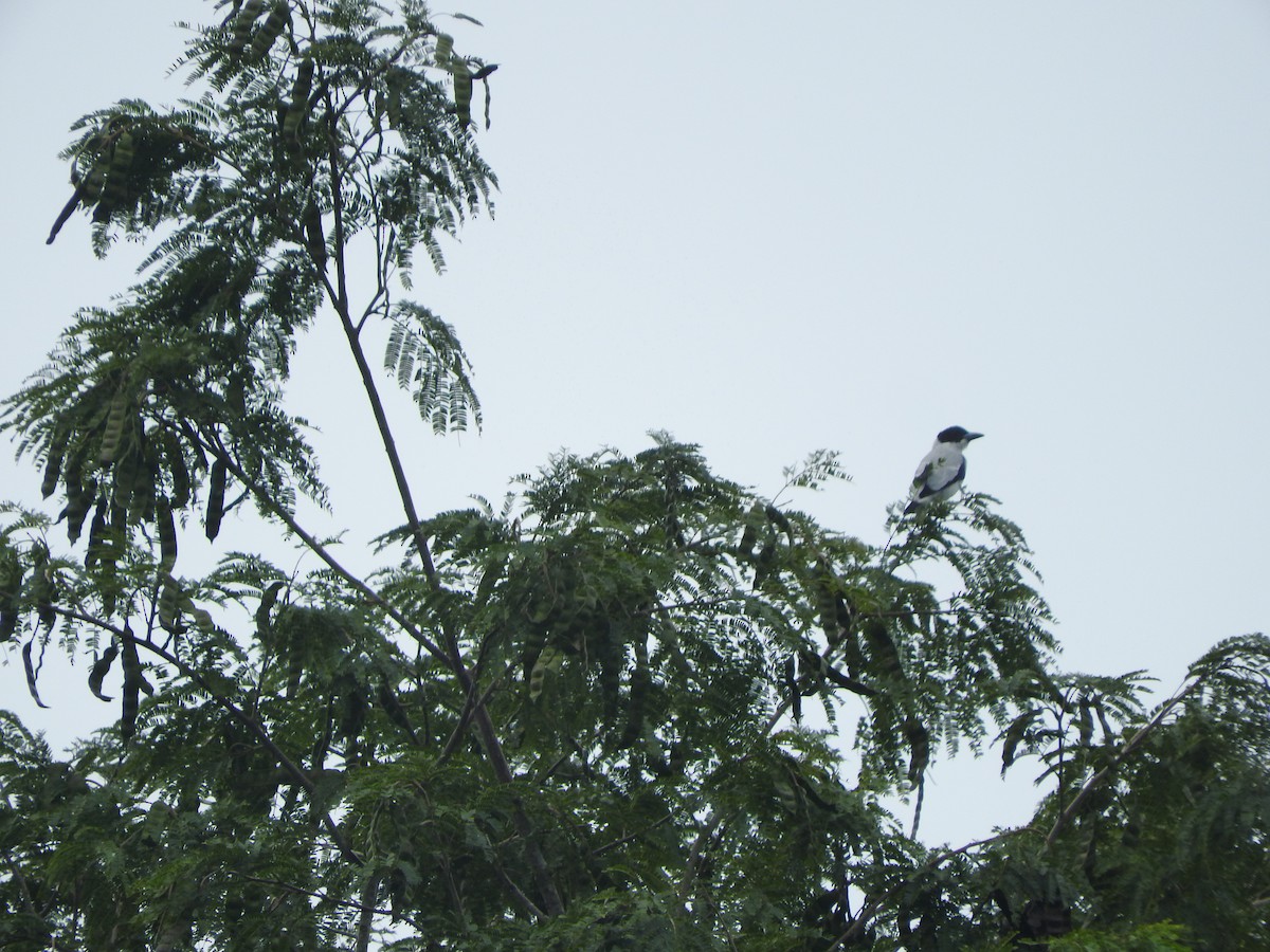 Black-crowned Tityra - ML124051651