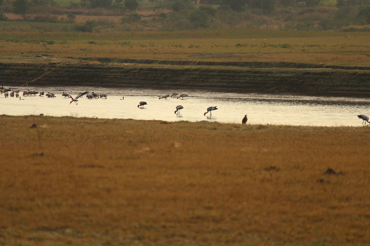 Painted Stork - ML124051941