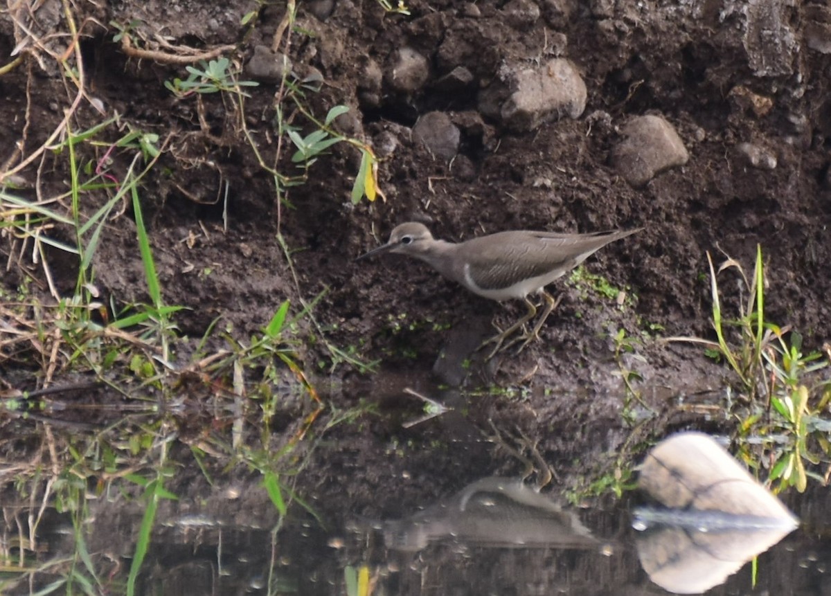 Common Sandpiper - ML124052051