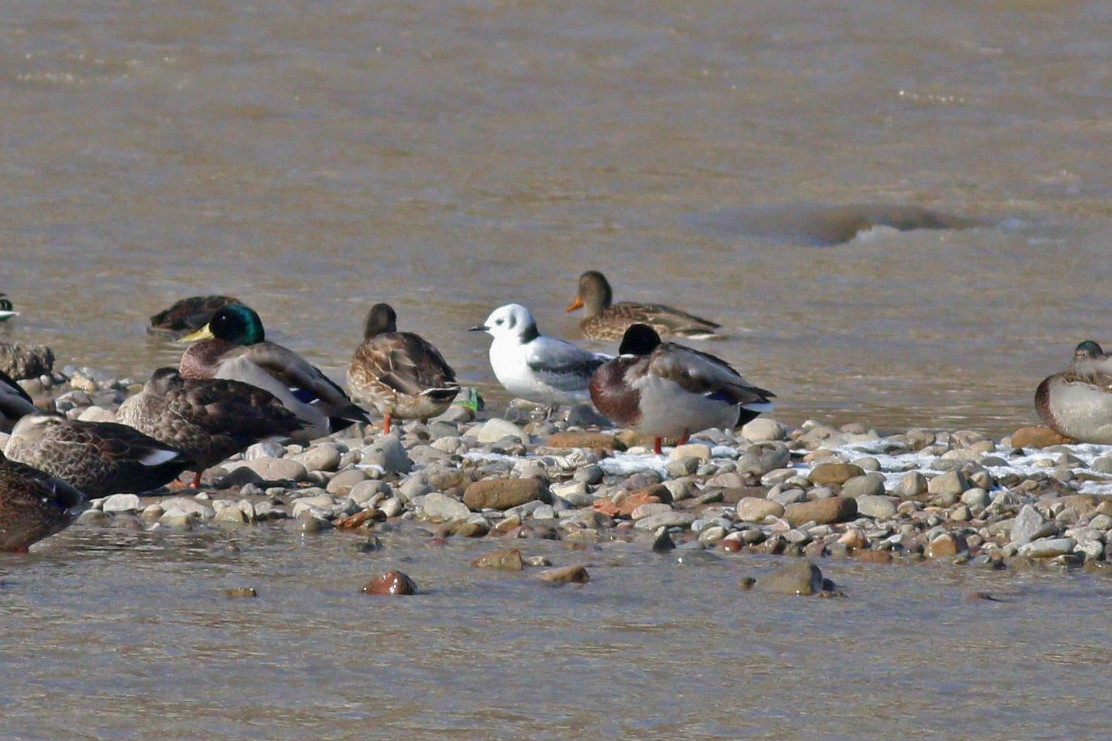 Gaviota Tridáctila - ML124052831