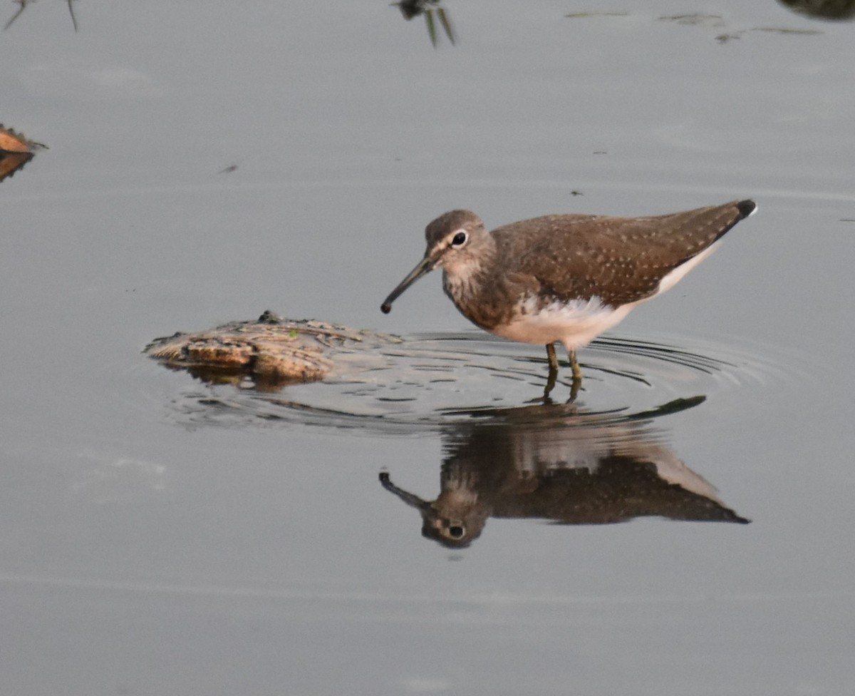 Green Sandpiper - AVINASH SHARMA