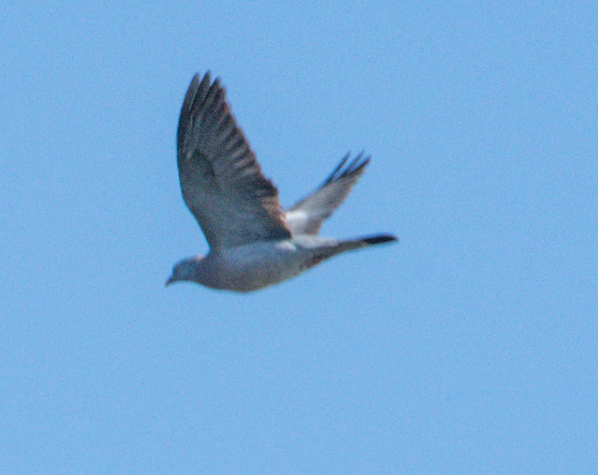 Common Wood-Pigeon - Afshan Husain