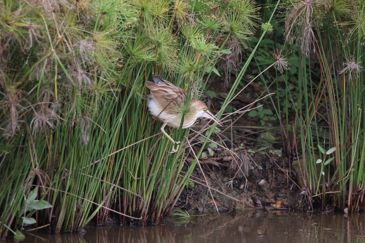 Yellow Bittern - ML124057231