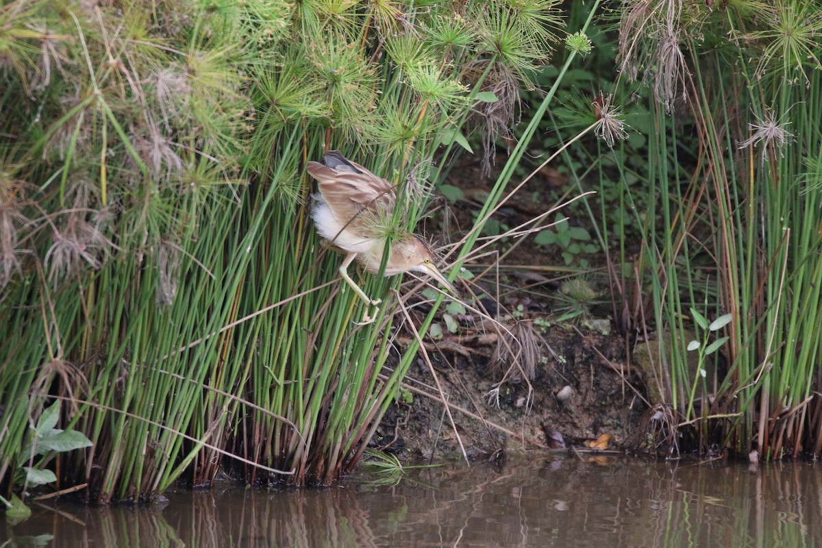 Yellow Bittern - ML124057241