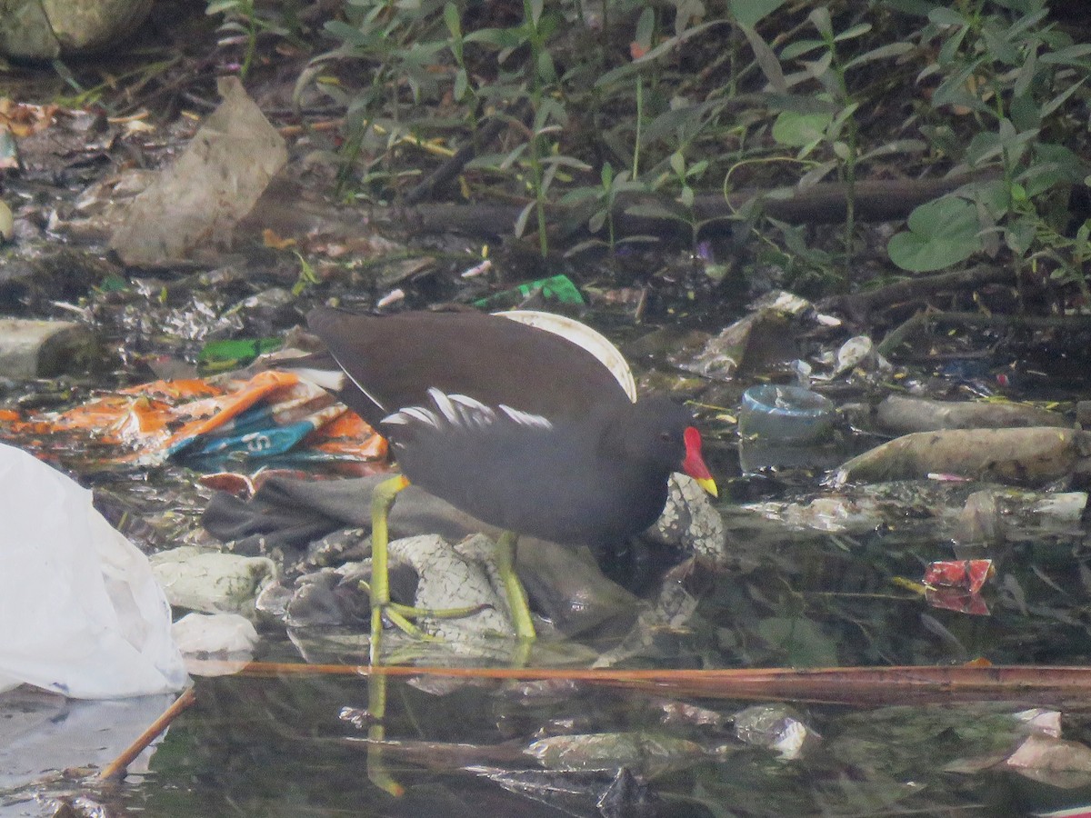 Eurasian Moorhen - Selvaganesh K