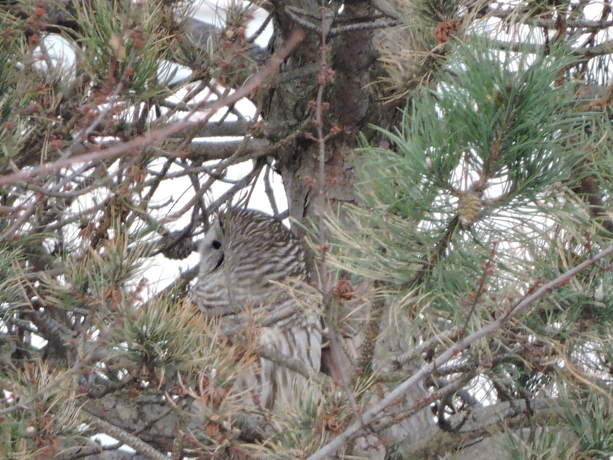 Barred Owl - ML124058961