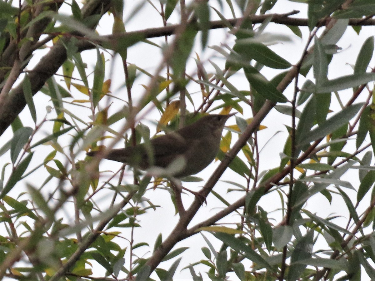 Savi's Warbler - ML124059651