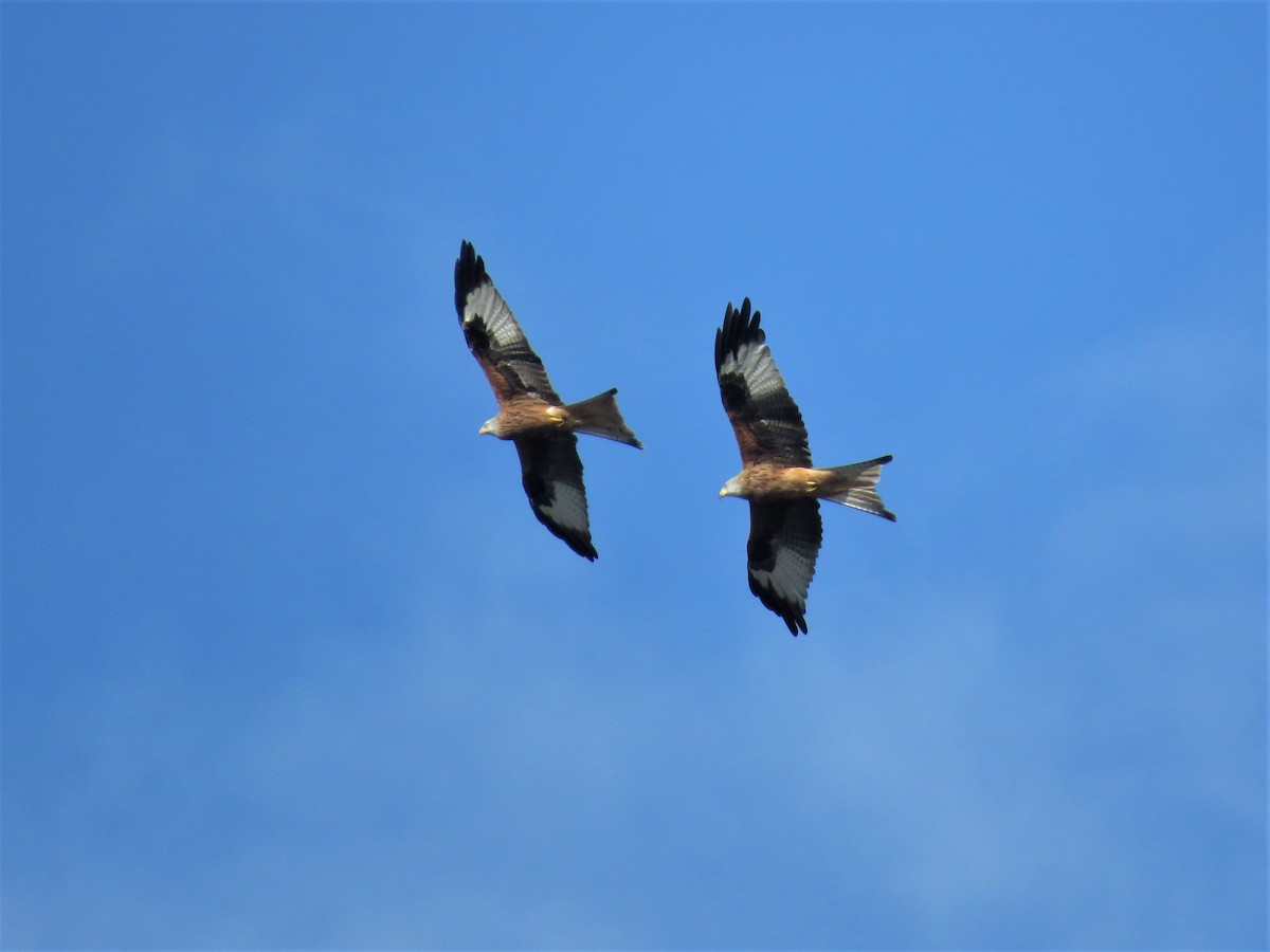 Red Kite - ML124060491