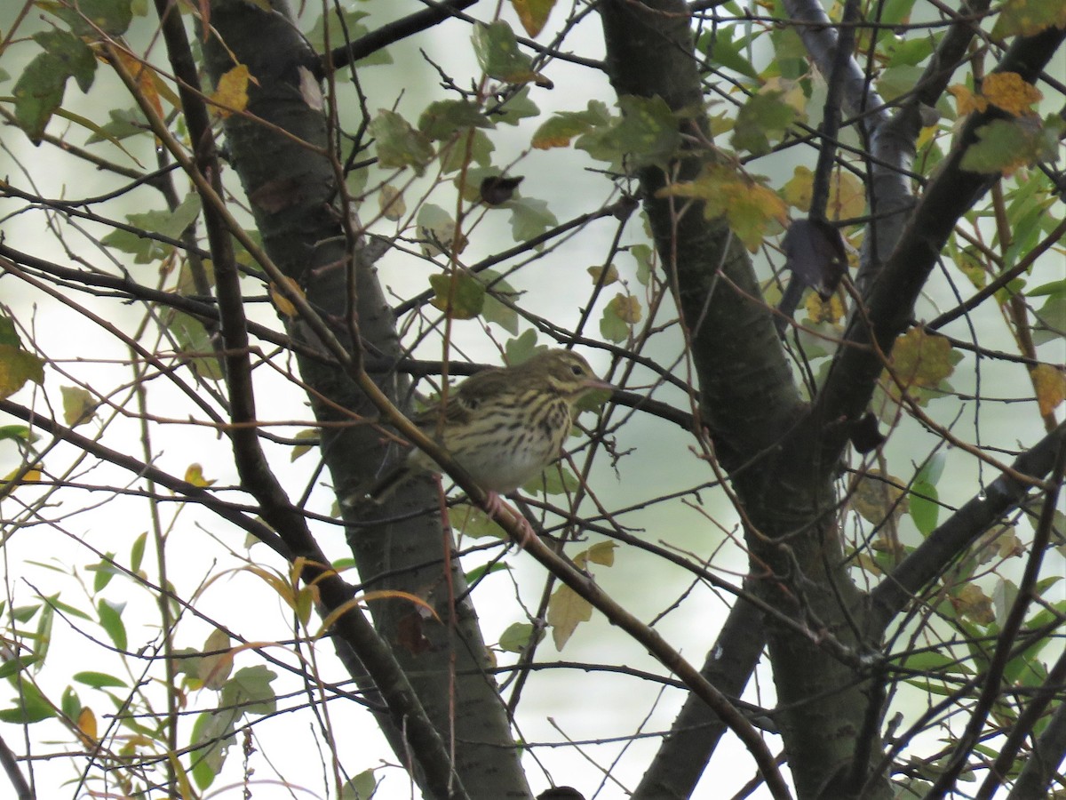 Tree Pipit - ML124060531