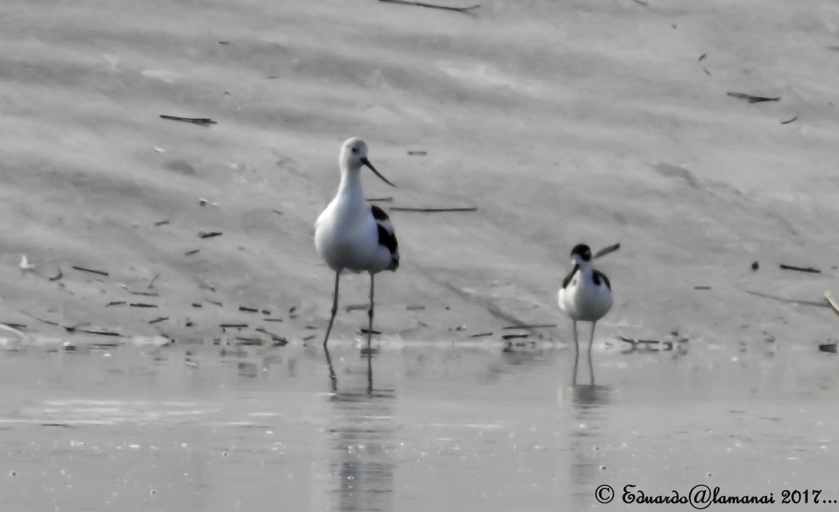 Avoceta Americana - ML124060541