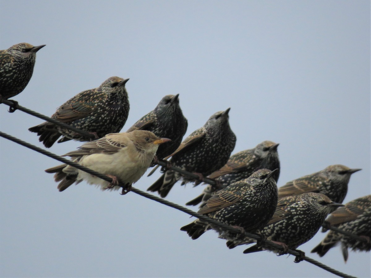 Rosy Starling - ML124061451