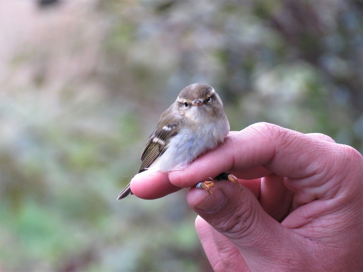 Yellow-browed Warbler - ML124065301