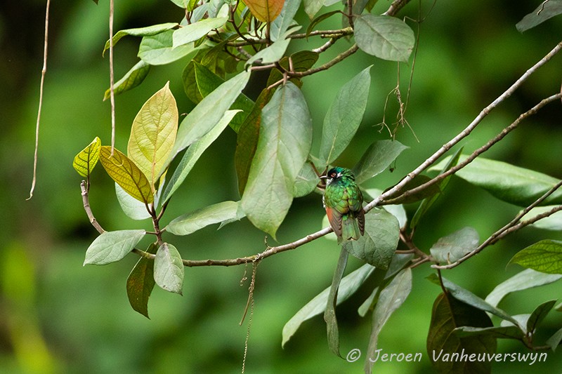 White-eared Bronze-Cuckoo - ML124066541