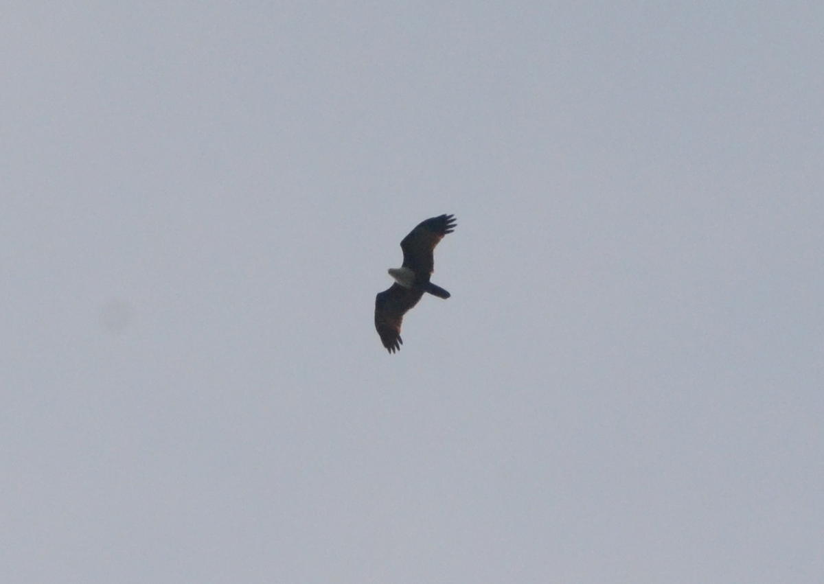 Brahminy Kite - Mathias Blicher Bjerregård