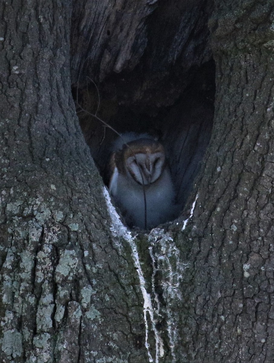 Barn Owl - ML124068631