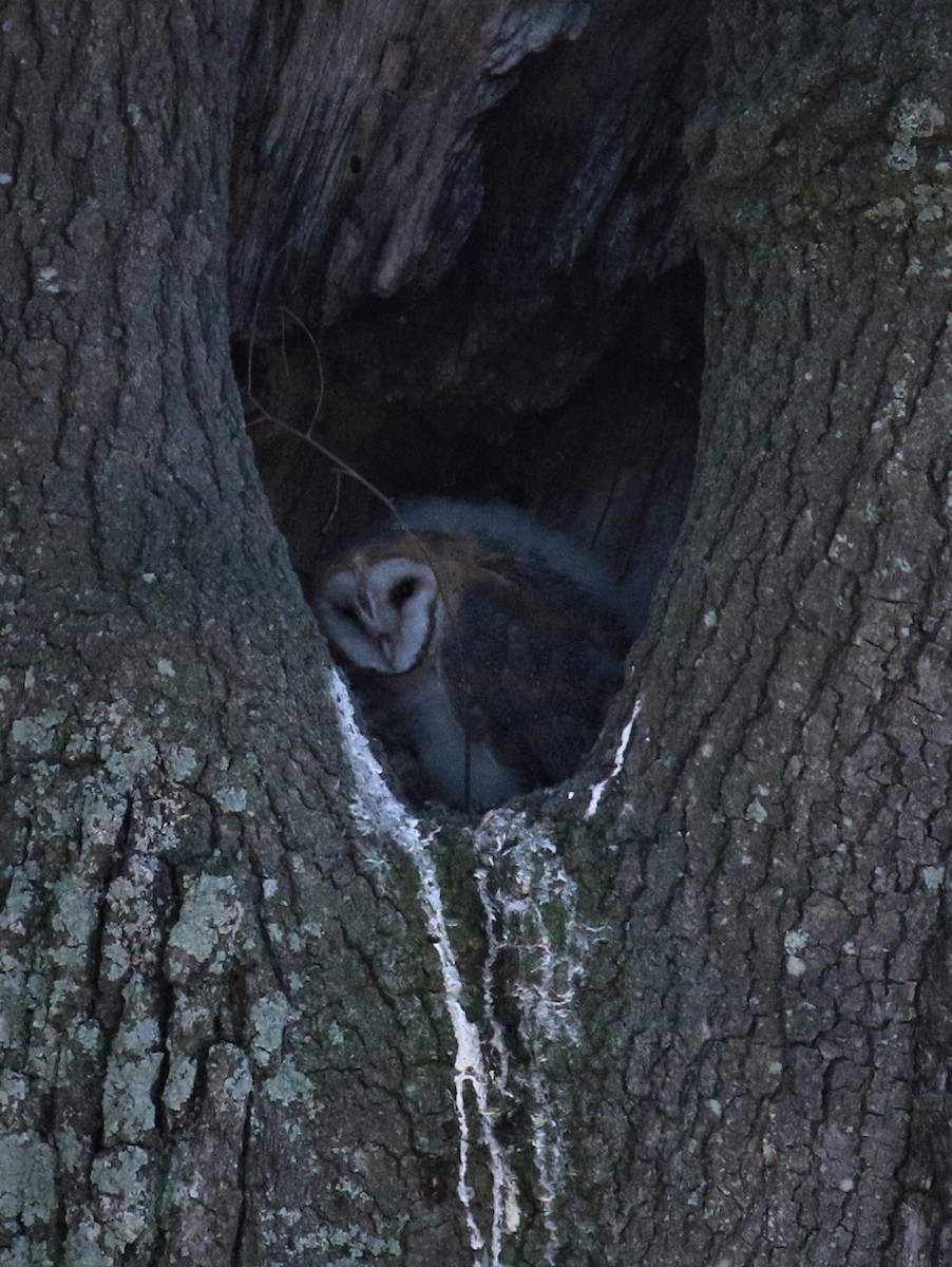 Barn Owl - Jane C Allen