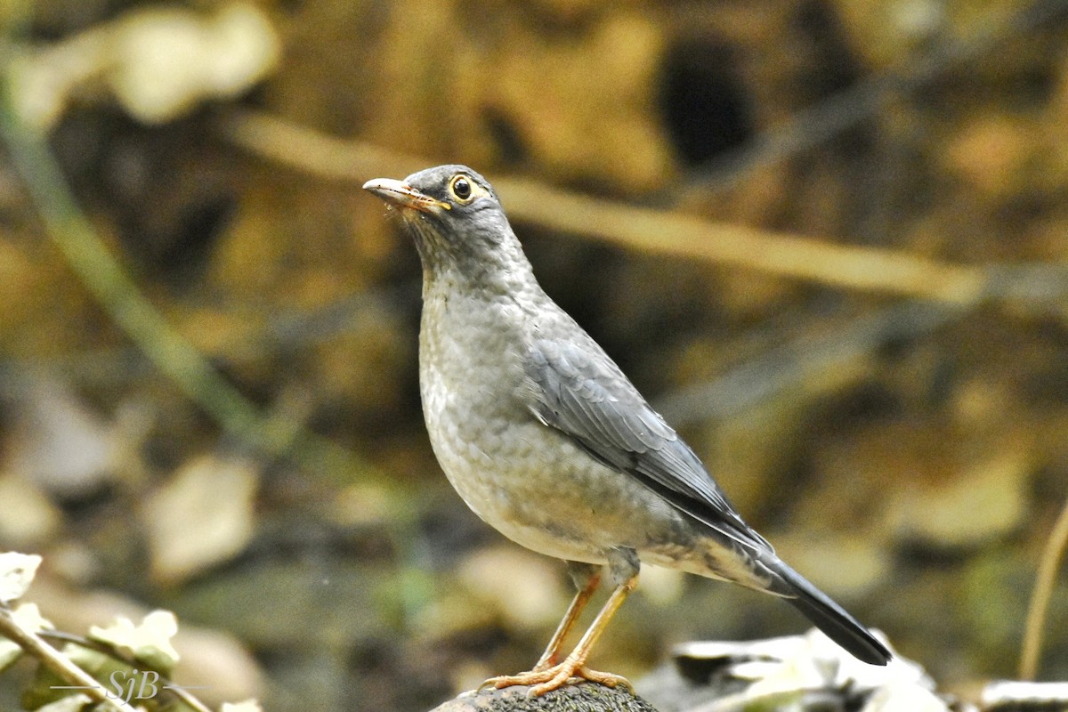 Indian Blackbird - Surajprakash B