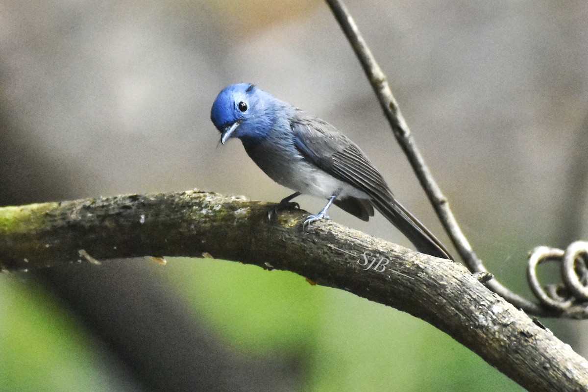 Black-naped Monarch - Surajprakash B