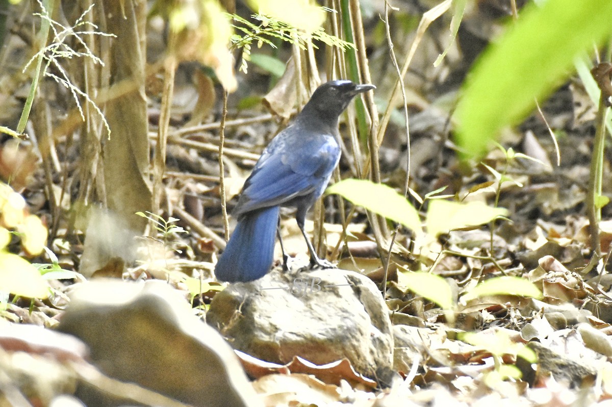 Малабарская синяя птица - ML124069781