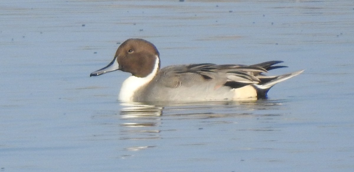 Northern Pintail - ML124070181