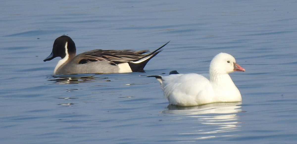 Northern Pintail - ML124070191