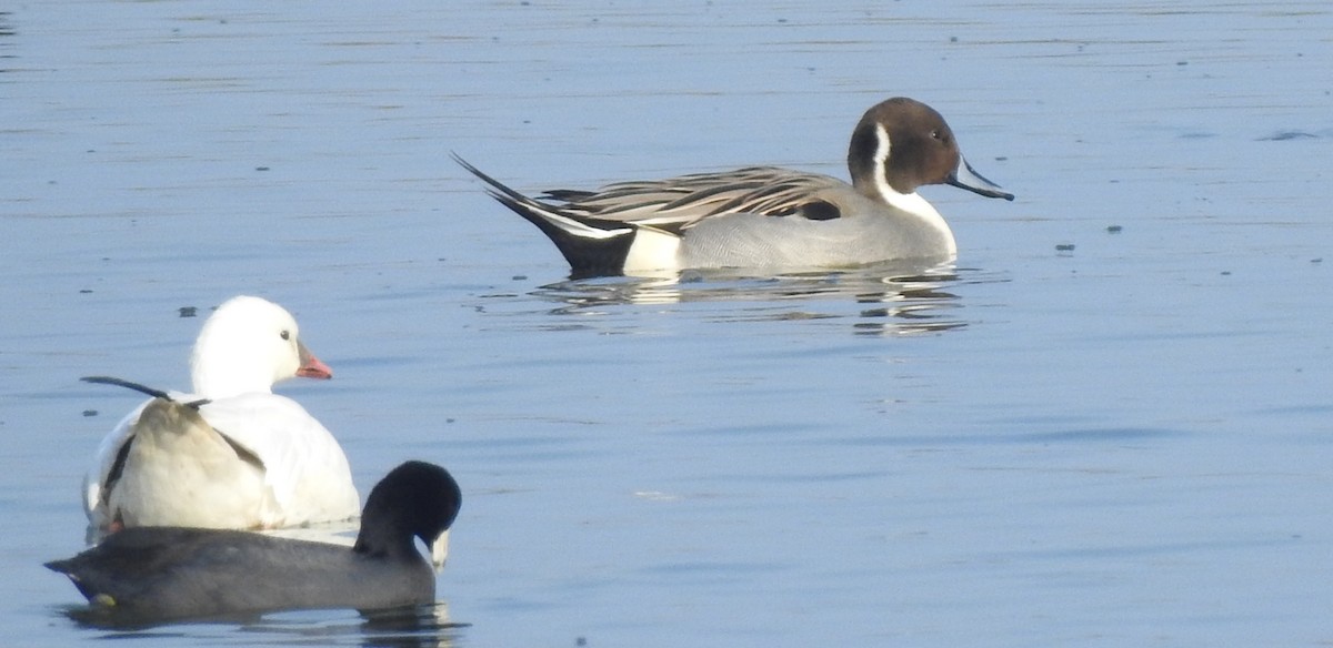 Northern Pintail - ML124070201