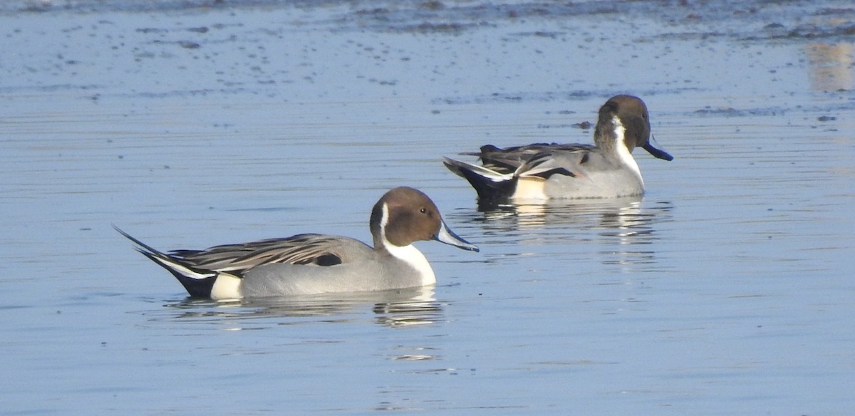 Northern Pintail - ML124070211