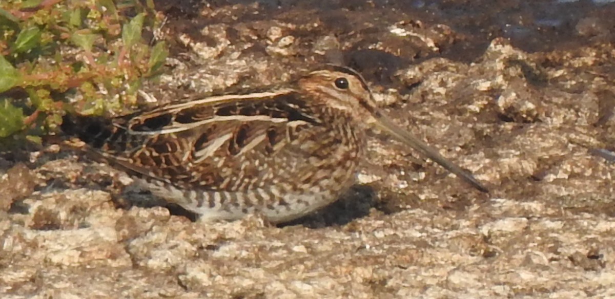 Wilson's Snipe - ML124070401