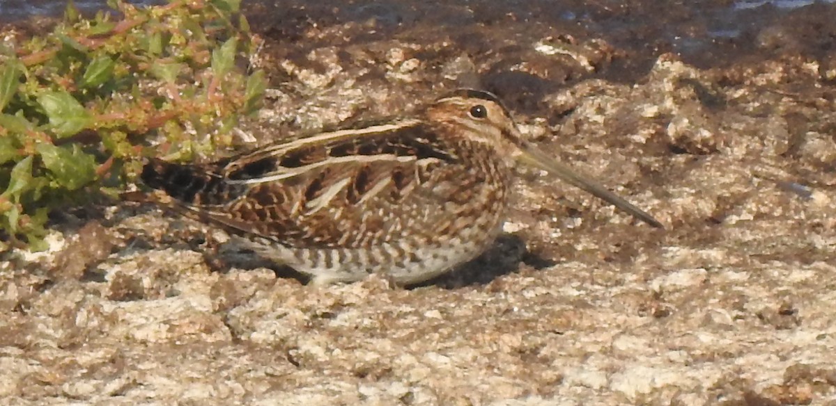 Wilson's Snipe - ML124070411