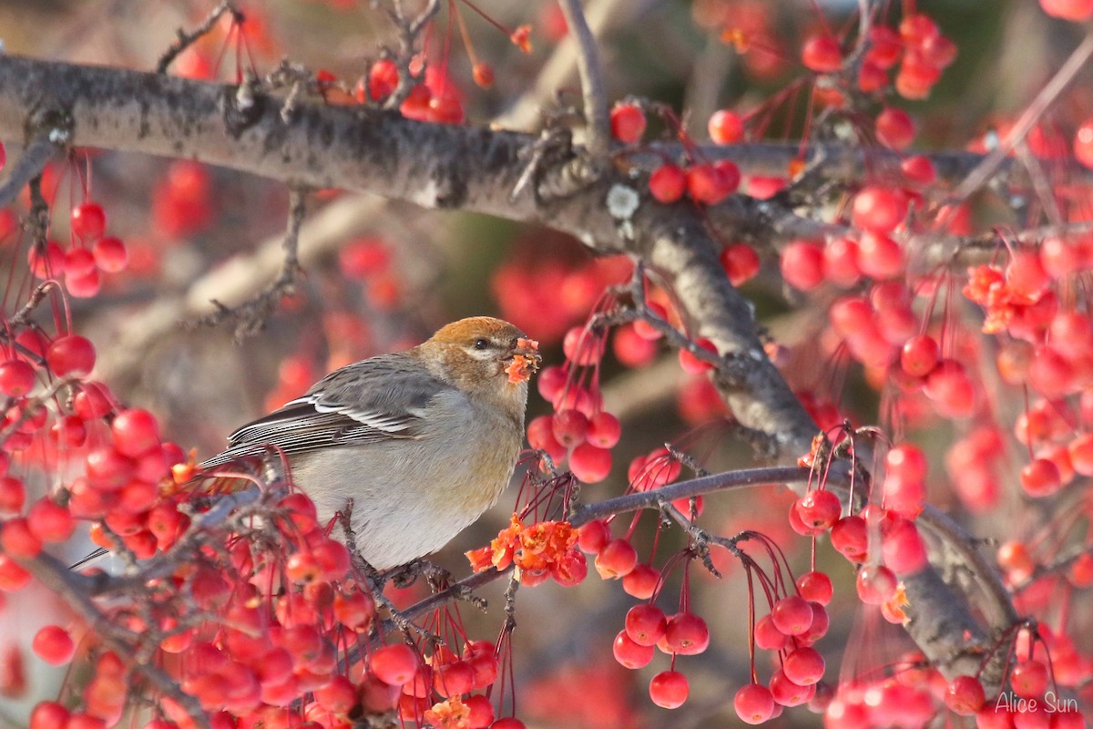 Pine Grosbeak - ML124070451