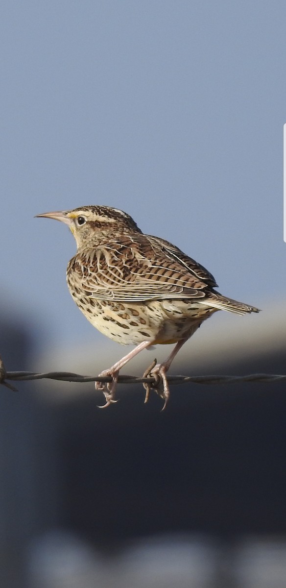 Western Meadowlark - ML124070651