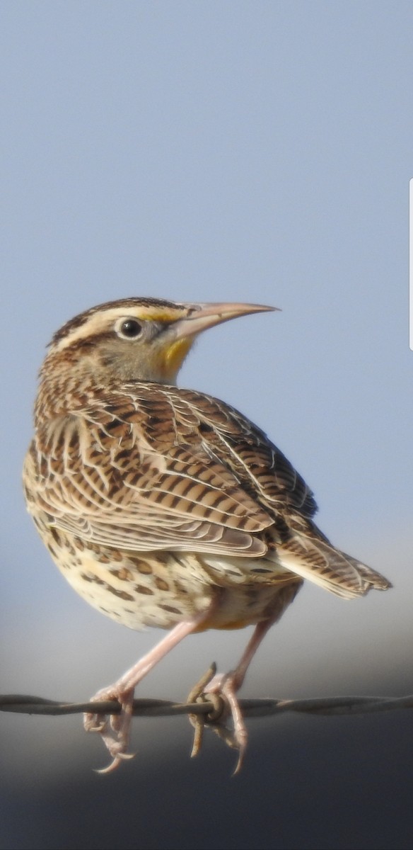 Western Meadowlark - ML124070661