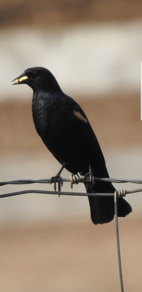 Tricolored Blackbird - ML124070781