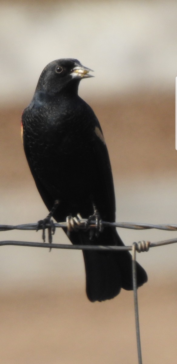 Tricolored Blackbird - Bill Pelletier