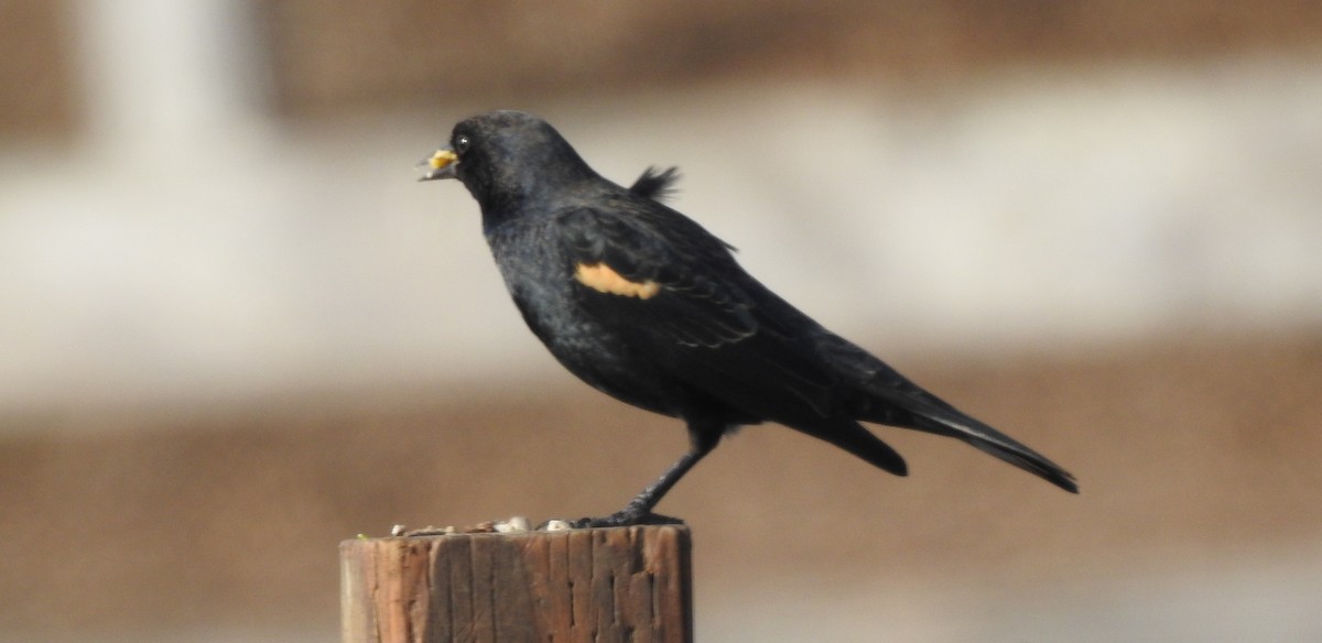 Tricolored Blackbird - Bill Pelletier