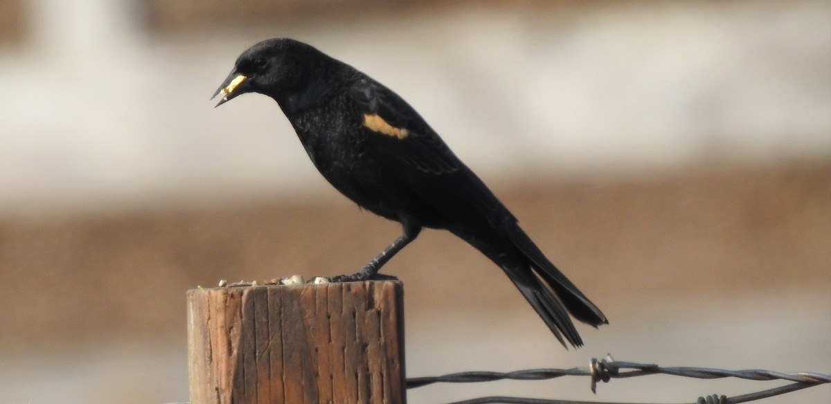 Tricolored Blackbird - ML124070811