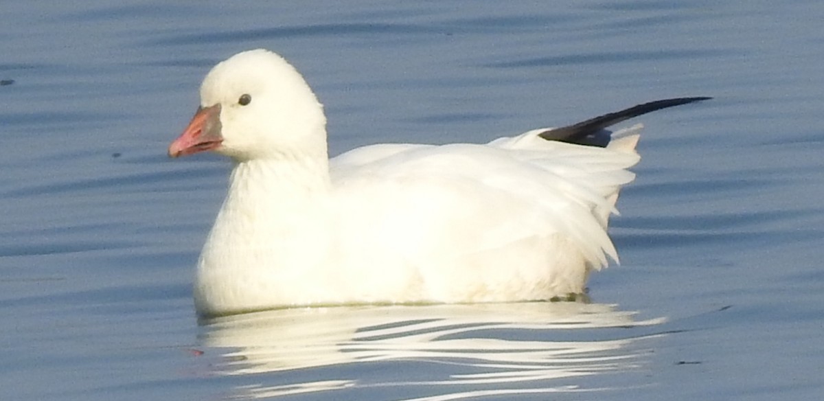 Ross's Goose - ML124070871