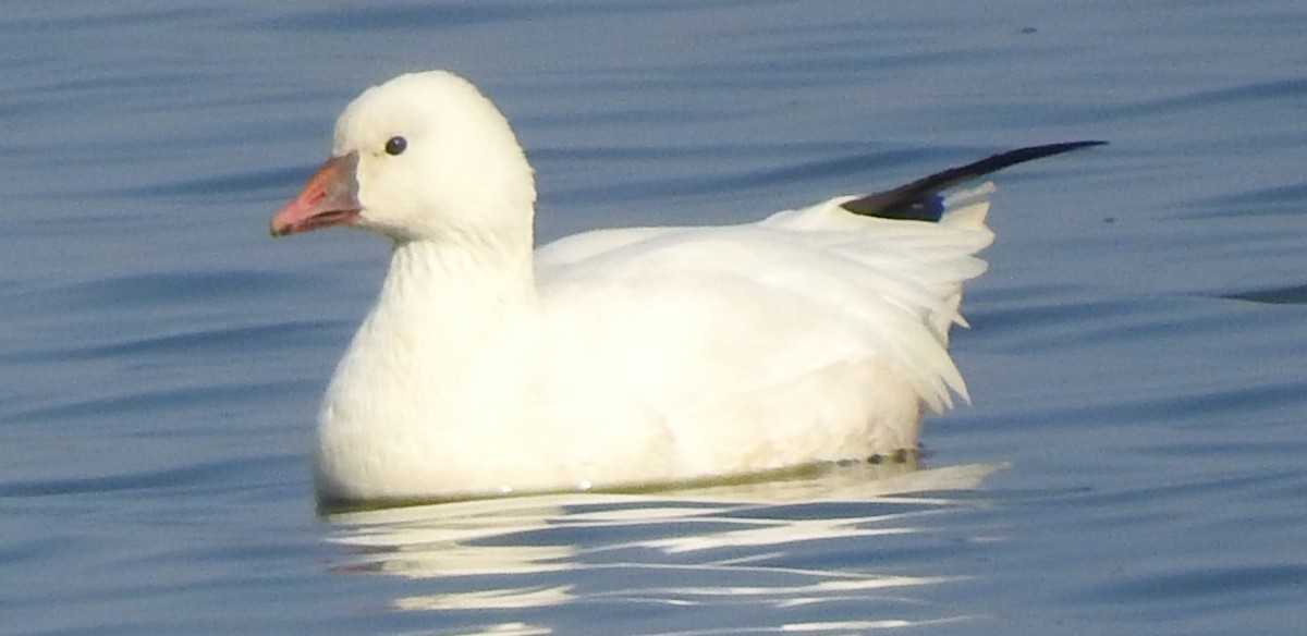 Ross's Goose - ML124070891