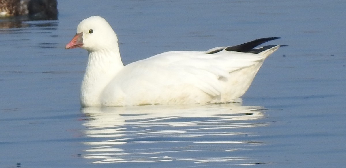 Ross's Goose - Bill Pelletier