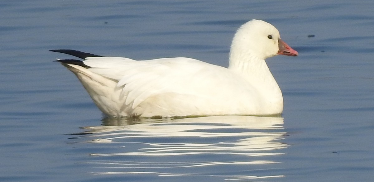 Ross's Goose - ML124070911