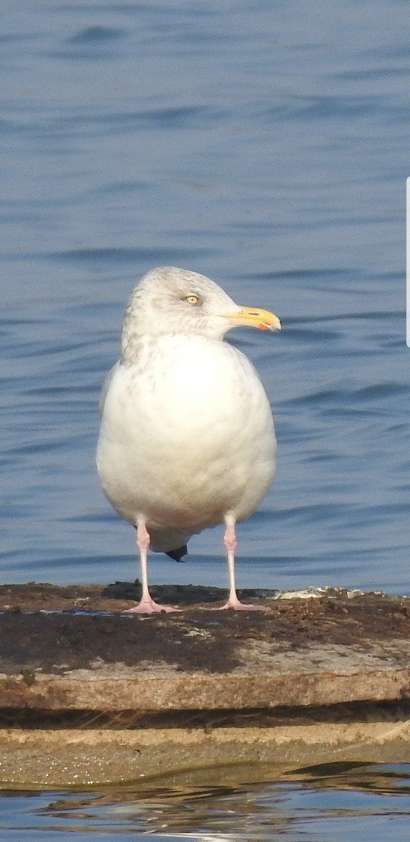 Herring Gull - ML124071011