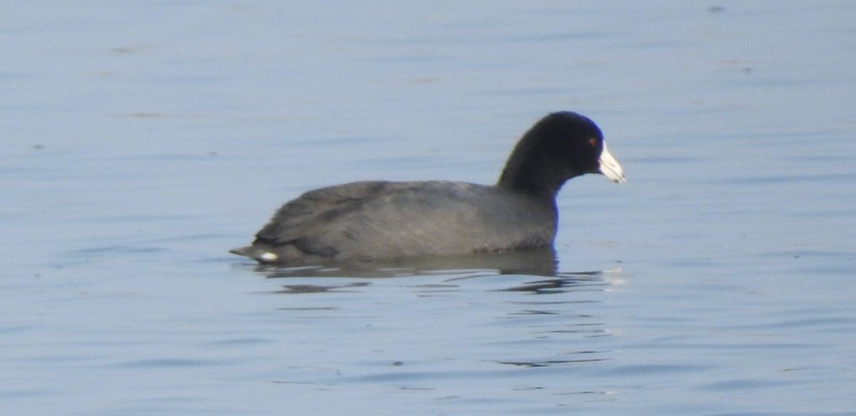 American Coot - ML124071451