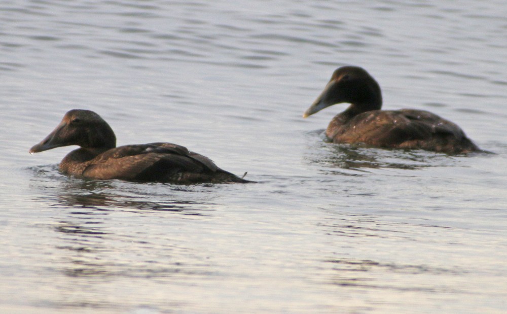 Common Eider - ML124073171