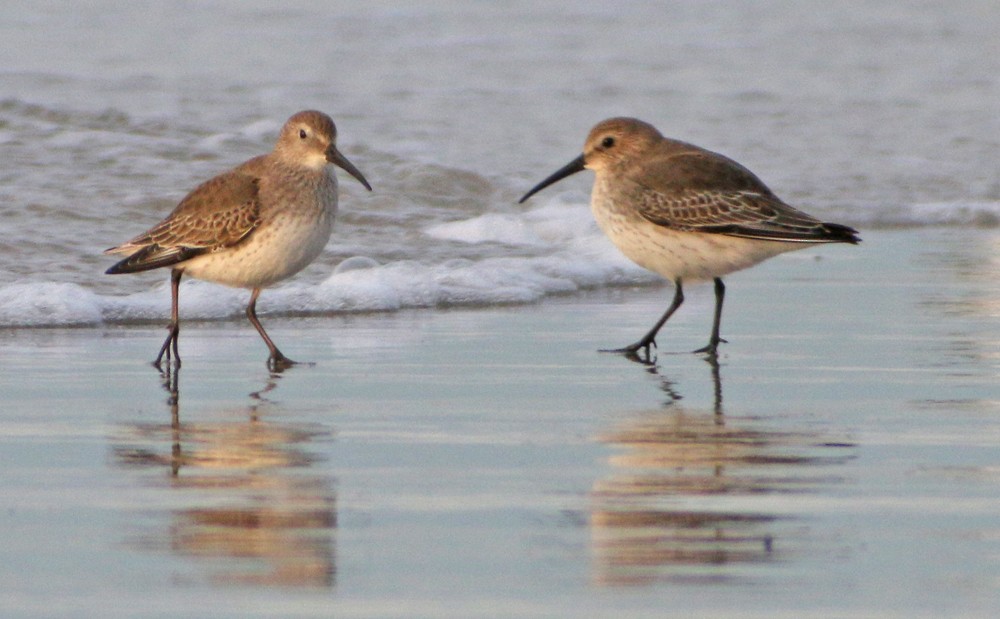 Dunlin - ML124073191
