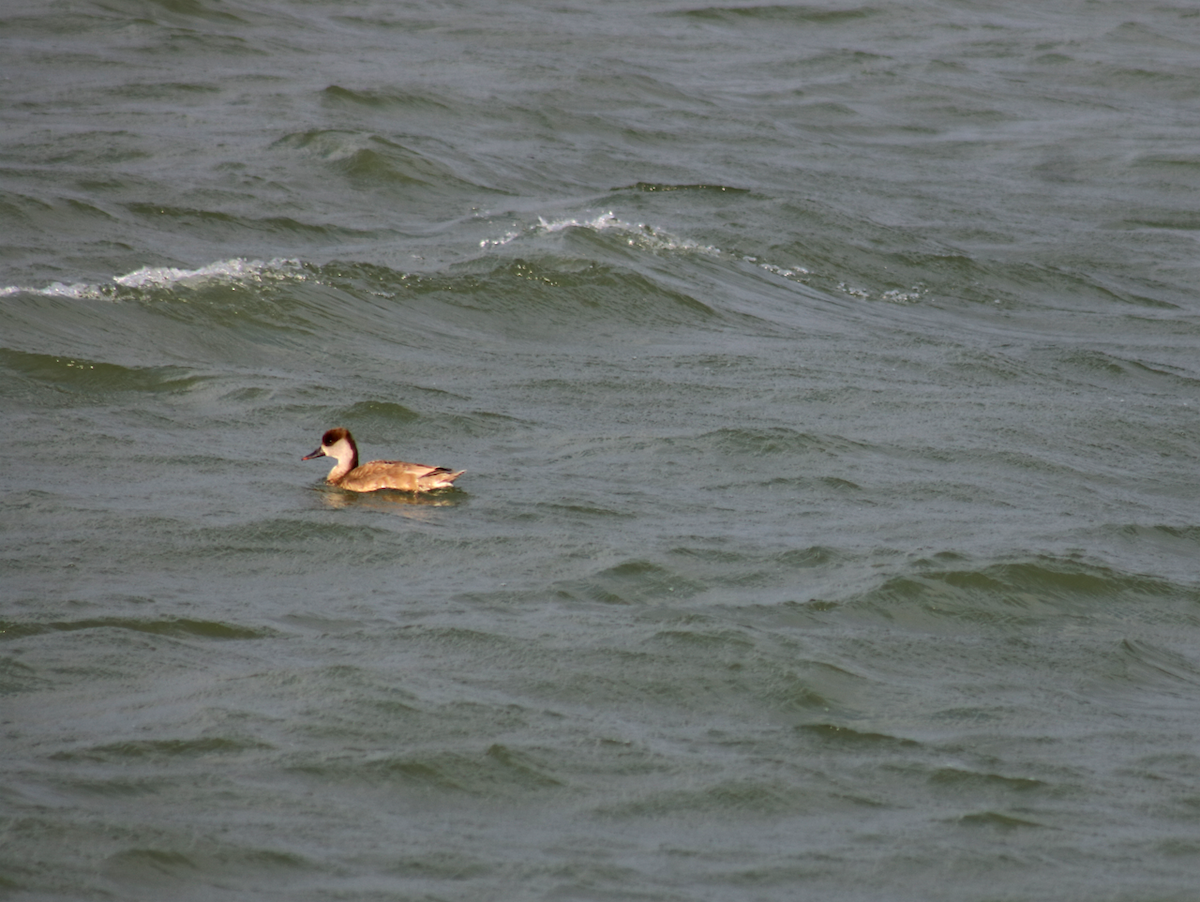 Red-crested Pochard - ML124074831