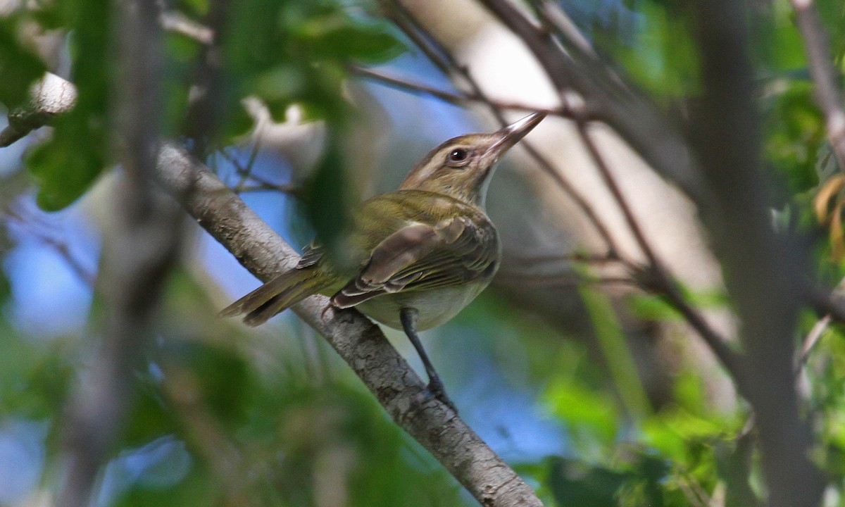 Black-whiskered Vireo - ML124076221