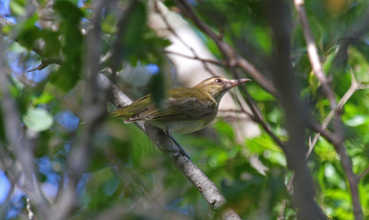 Vireo Bigotudo - ML124076261