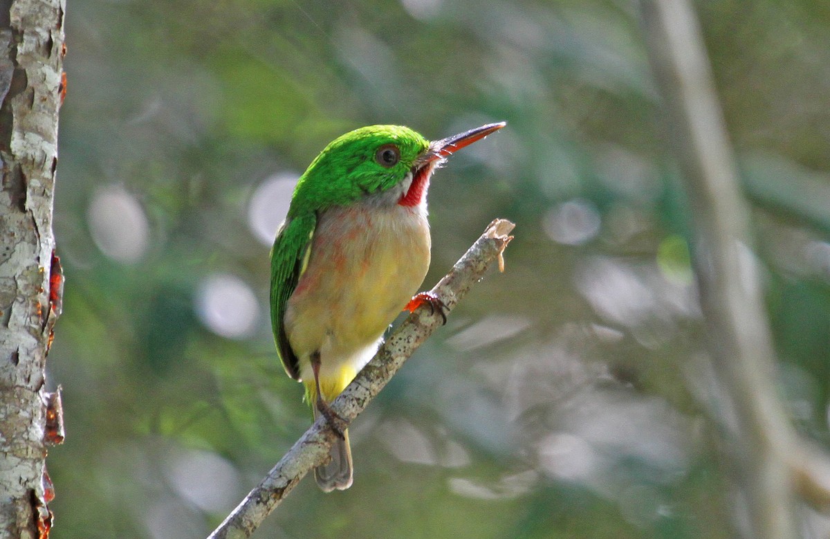 Broad-billed Tody - ML124076411