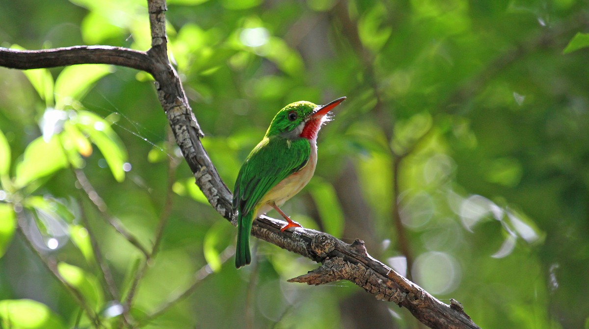 Broad-billed Tody - ML124076451